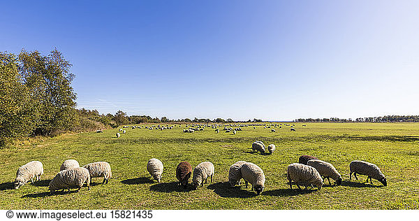 Germany  Mecklenburg-Western Pomerania  Clear sky over flock of sheep grazing in springtime pasture