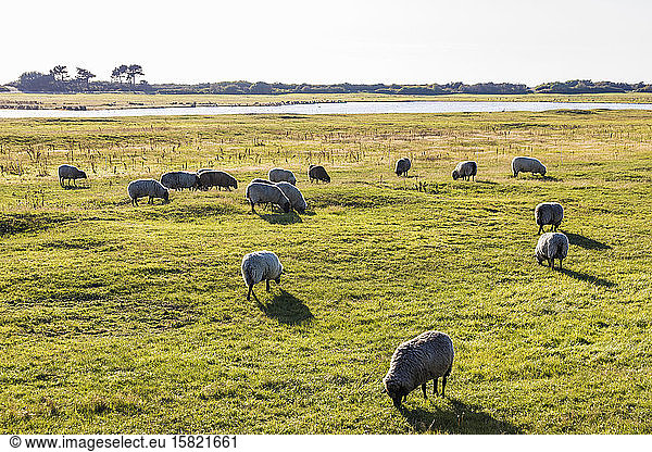Germany  Mecklenburg-Western Pomerania  Flock of sheep grazing in springtime pasture