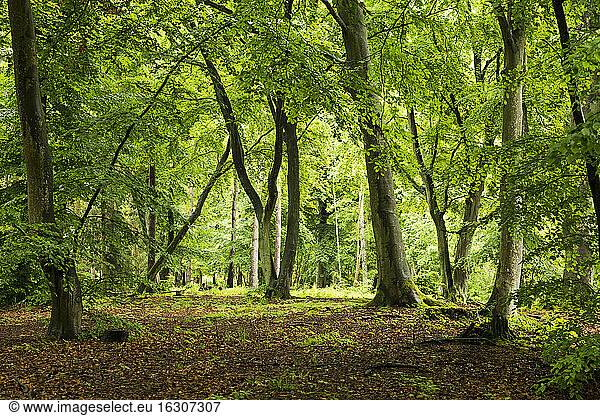 Germany  Mecklenburg-Western Pomerania  Linden trees  forest