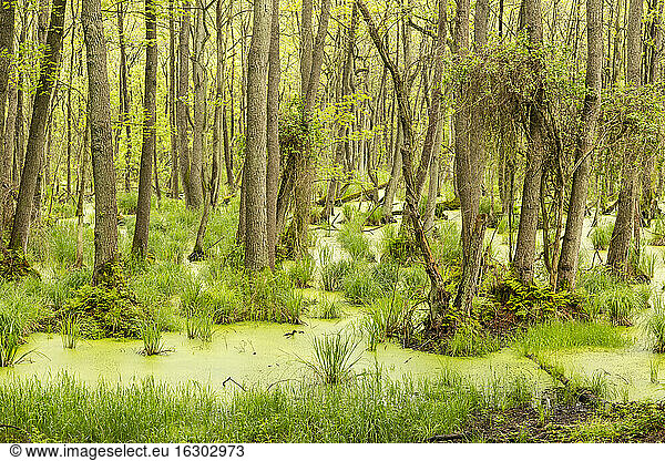 Germany  Mecklenburg-Western Pomerania  Prerow  Linden trees  Swamp