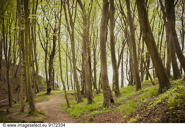 Germany  Mecklenburg-Western Pomerania  Ruegen  Jasmund National Park  Beech forest