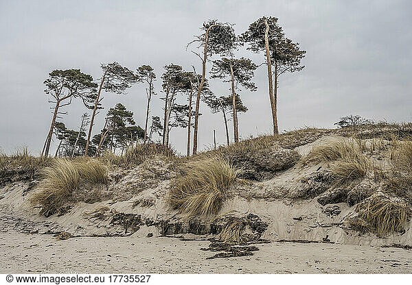 Germany  Mecklenburg-Western Pomerania  Sand dunes of Fischland-Darss-Zingst peninsula