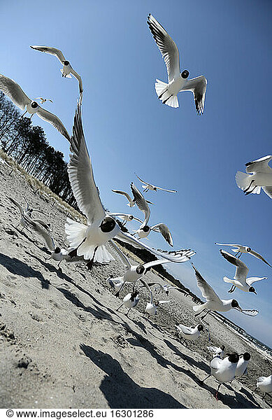 Germany  Mecklenburg-Western Pomerania  Seagull flying against beach