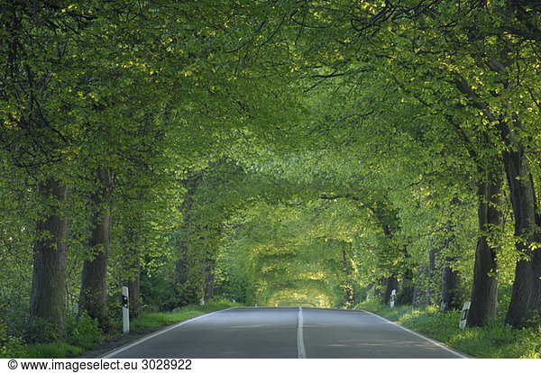 Germany  Mecklenburg-Western Pomerania  Tree lined rural road