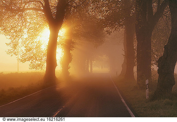 Germany  Mecklenburg-Western Pomerania  Tree lined street at sunrise
