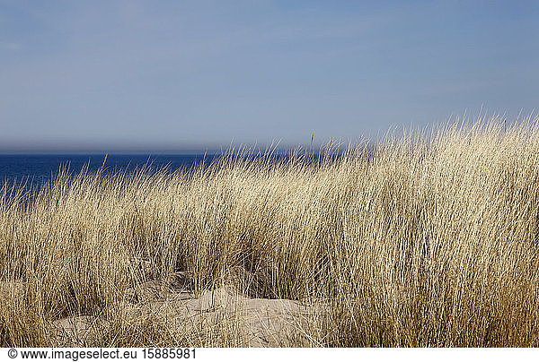 Germany  Mecklenburg-Western Pomerania  Zingst  Brown grass growing on coastal beach