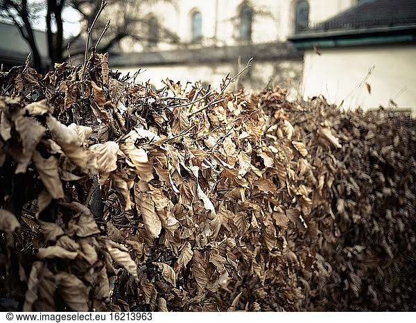 Germany  Munich  Dry leaves in front of church