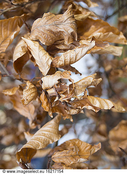 Germany  Munich  Dry leaves of oak tree in autumn