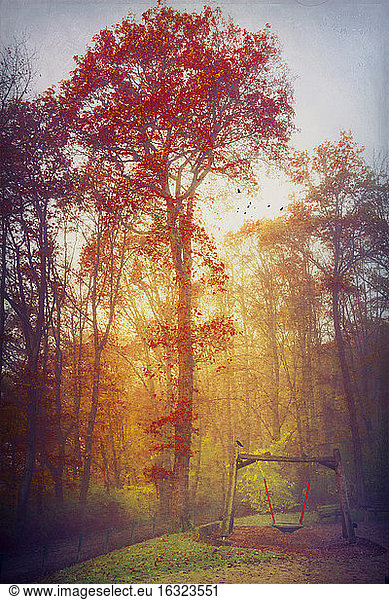 Germany  near Wuppertal  autumn forest and swing
