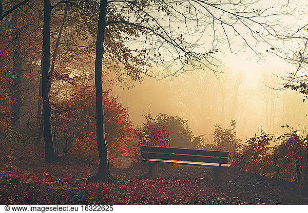 Germany  near Wuppertal  deciduous forest with bench in autumn