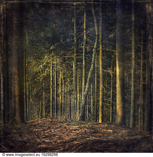 Germany  near Wuppertal  Forest glade in a coniferous forest  Textured effect