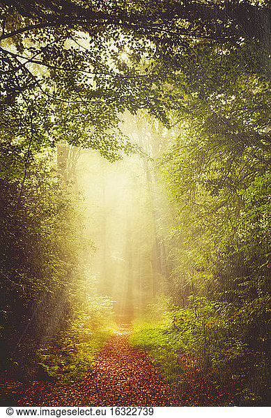 Germany  near Wuppertal  Forest path in the morning light and fog