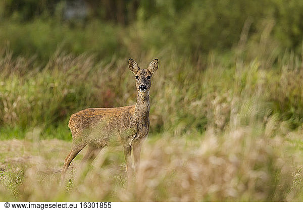 Germany  Niendorf  Roe deer in grass