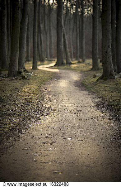 Germany  Nienhagen  forest track at Gespensterwald