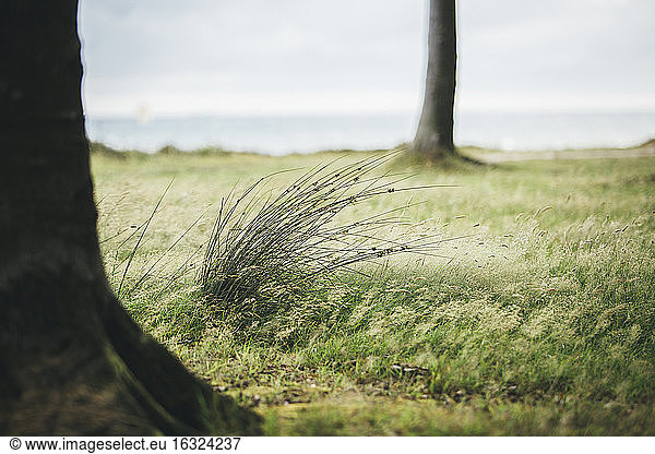 Germany  Nienhagen  grass at Gespensterwald