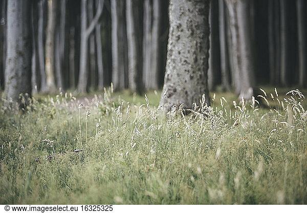 Germany  Nienhagen  grass in front of Gespensterwald