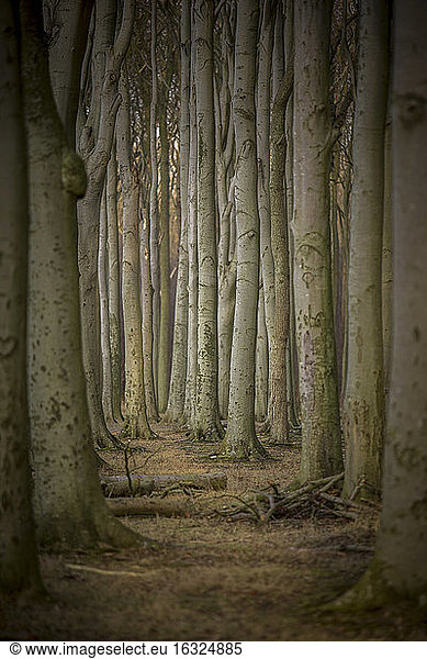 Germany  Nienhagen  tree trunks at Gespensterwald