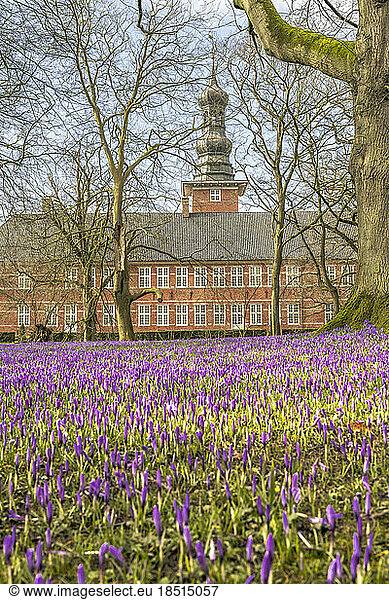 Germany  North Frisia  Husum  Crocus flowers blooming in front of Schloss vor Husum