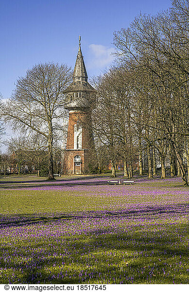 Germany  North Frisia  Husum  Crocus flowers blooming in front of 19th century water tower