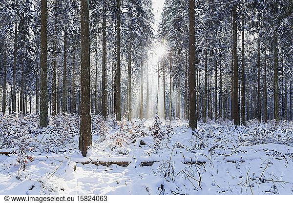 Germany  North Rhine-Westafalia  Sunlight illuminating snow-covered forest in Eifel National Park