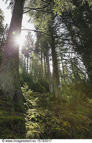 Germany  North Rhine Westfalia  Eifel  Eifel National Park  Sun shining through moss covered Norway spruces (Picea abies)