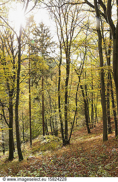 Germany  North Rhine-Westphalia  Autumn forest in Eifel National Park