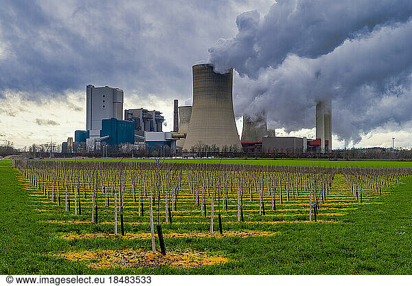 Germany  North Rhine Westphalia  Bergheim  Apple orchard in front of coal-fired power station
