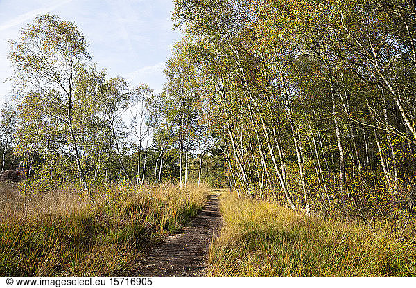 Germany  North Rhine-Westphalia  Birch trees beside empty footpath in Venner Moor nature reserve
