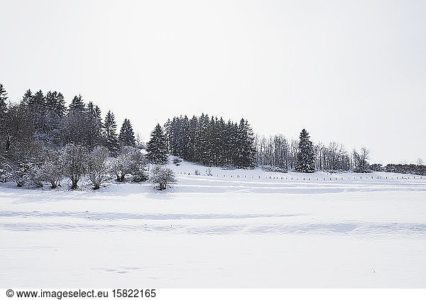 Germany  North Rhine-Westphalia  Clear sky over snow-covered landscape of High Fens - Eifel Nature Park in winter
