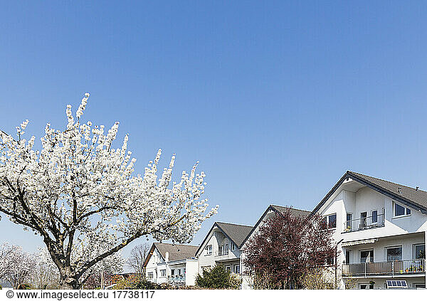 Germany  North Rhine-Westphalia  Cologne  Cherry blossom blooming in front of modern suburban houses