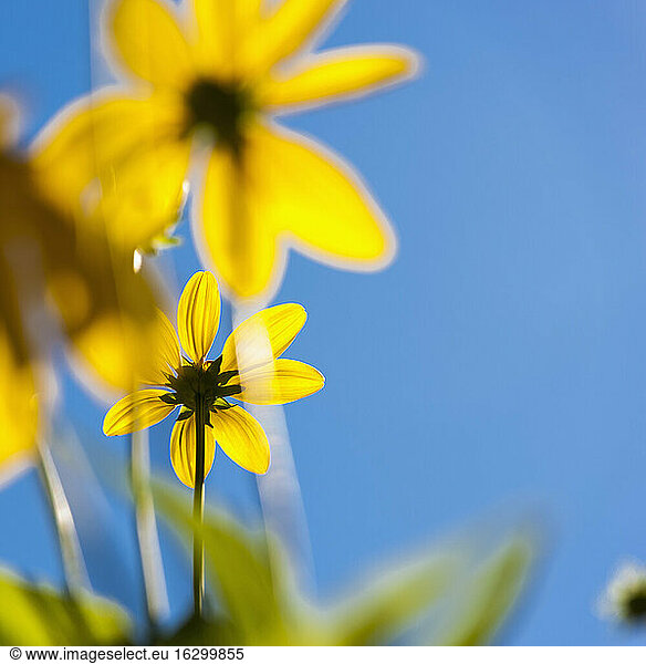 Germany  North Rhine Westphalia  Duesseldorf  Thinleaf sunflower against blue sky  close up