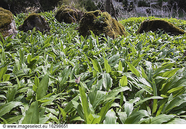 Germany  North Rhine-Westphalia  Eifel  Ramsons (Allium ursinum)