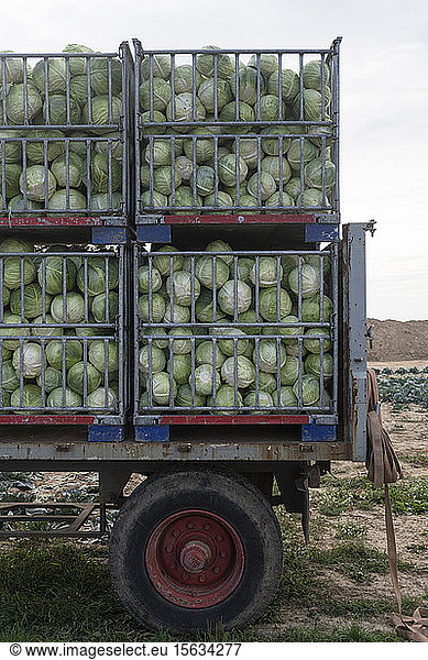 Germany  North Rhine-Westphalia  Korschenbroich  Back of truck transporting large number of fresh cabbages