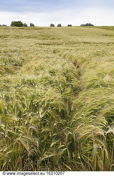 Germany  North Rhine-Westphalia  Luenen  Barley field