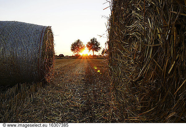 Germany  North Rhine-Westphalia  Minden  bales of straw on field at sunset