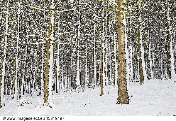 Germany  North Rhine-Westphalia  Snow-covered spruce forest in High Fens - Eifel Nature Park