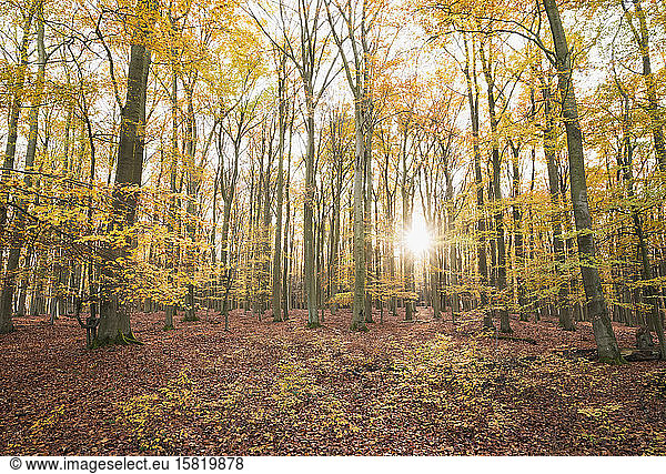 Germany  North Rhine-Westphalia  Sunlight illuminating Kermeter forest in autumn