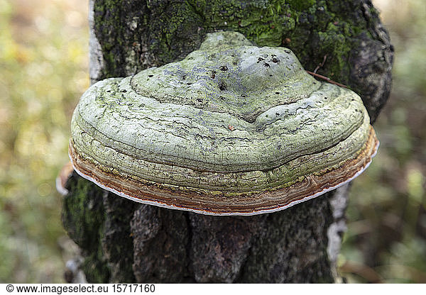 Germany  North Rhine-Westphalia  Tinder fungus (Fomes fomentarius) growing on tree trunk in Venner Moor