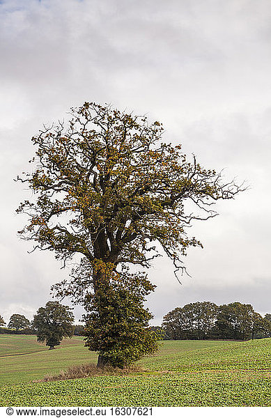 Germany  Oak tree in field near Altenkrempe
