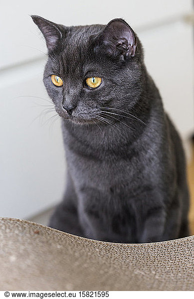 Germany  Portrait of black British Shorthair cat sitting indoors