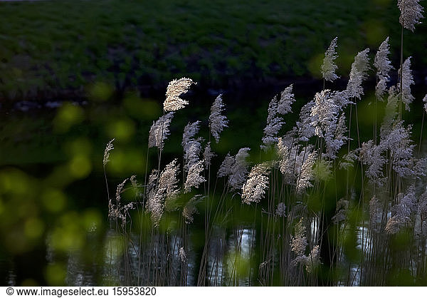 Germany  Reeds growing in spring at dusk