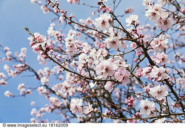 Germany  Rhineland-Palatinate  Branches of pink blossoming almond tree