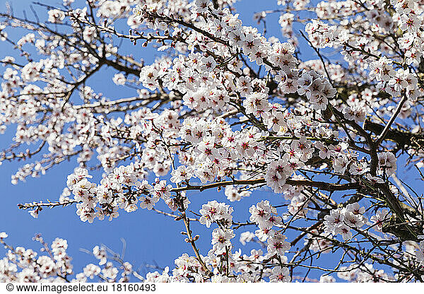 Germany  Rhineland-Palatinate  Branches of white blossoming almond tree