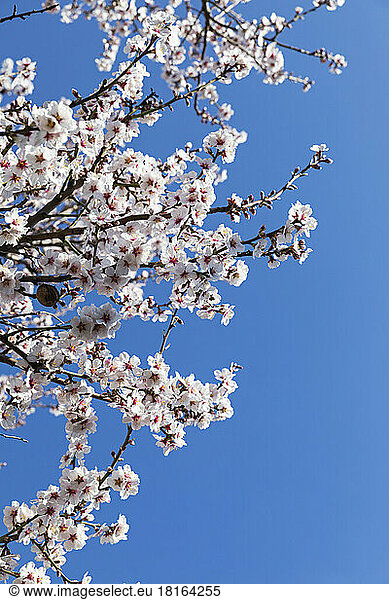 Germany  Rhineland-Palatinate  Branches of white blossoming almond tree