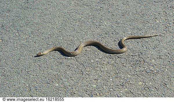 Germany  Rhineland Palatinate  Close up of smooth snake