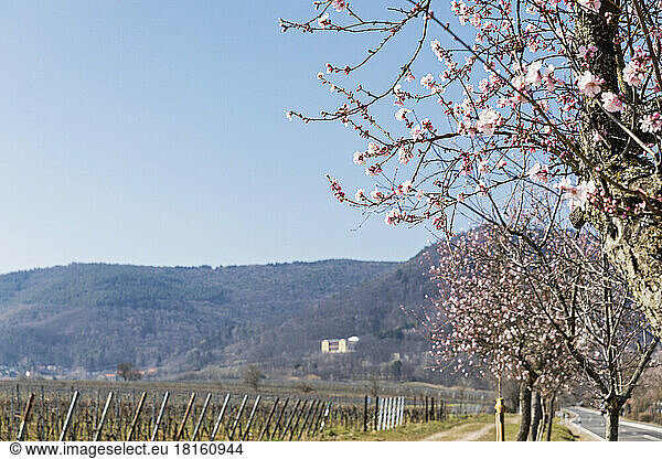 Germany  Rhineland-Palatinate  Edenkoben  Blossoming almond trees with hills in background
