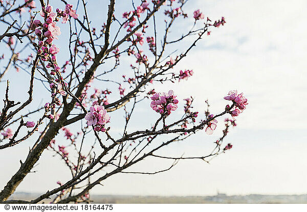 Germany  Rhineland-Palatinate  Edenkoben  Branches of pink blossoming almond tree