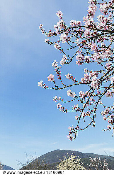 Germany  Rhineland-Palatinate  Edenkoben  Branches of pink blossoming almond tree against clear sky