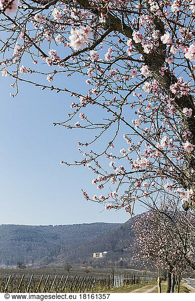 Germany  Rhineland-Palatinate  Edenkoben  Branches of pink blossoming almond tree with hills in background