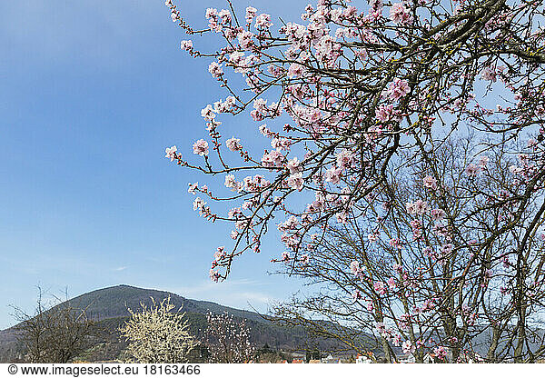 Germany  Rhineland-Palatinate  Edenkoben  Branches of pink blossoming almond tree with hills in background